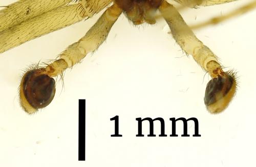 Philodromus dispar